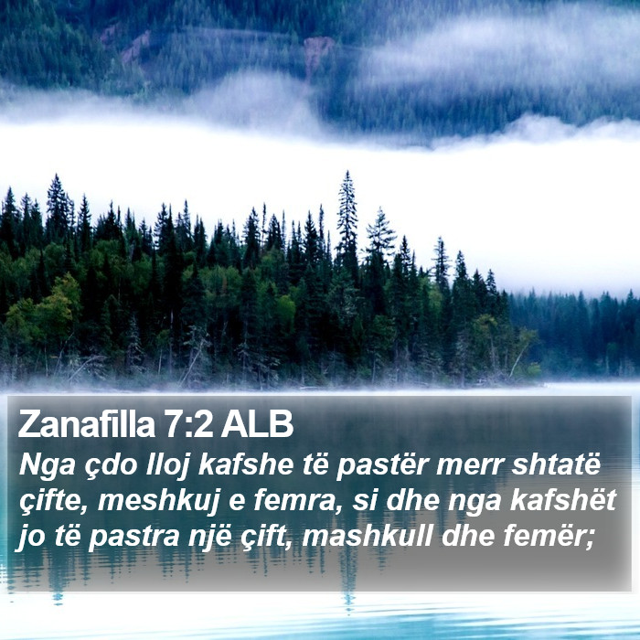 Zanafilla 7:2 ALB Bible Study