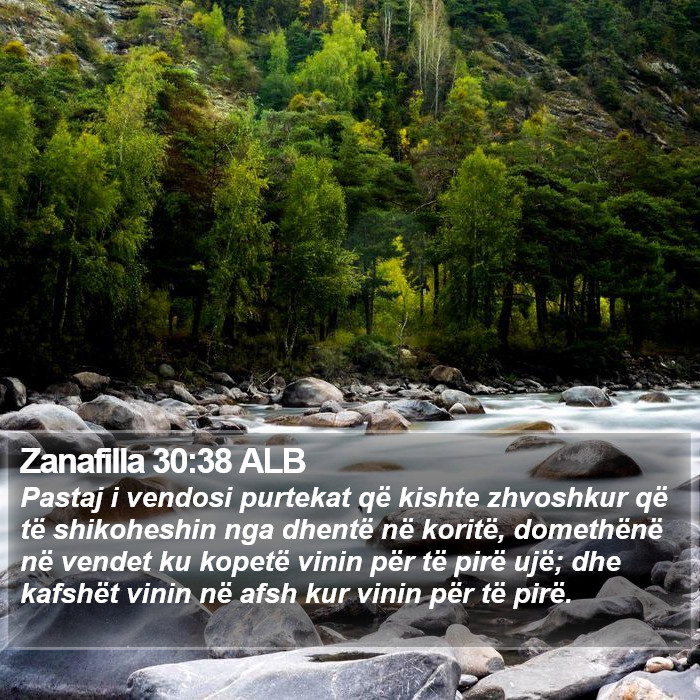 Zanafilla 30:38 ALB Bible Study