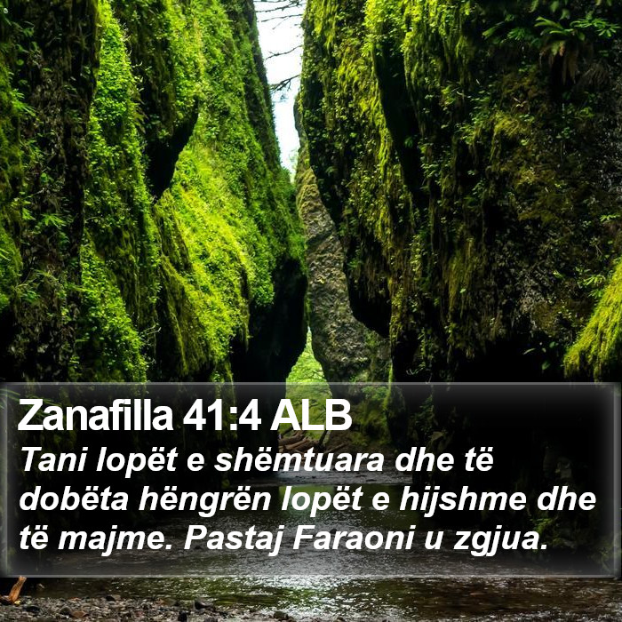 Zanafilla 41:4 ALB Bible Study