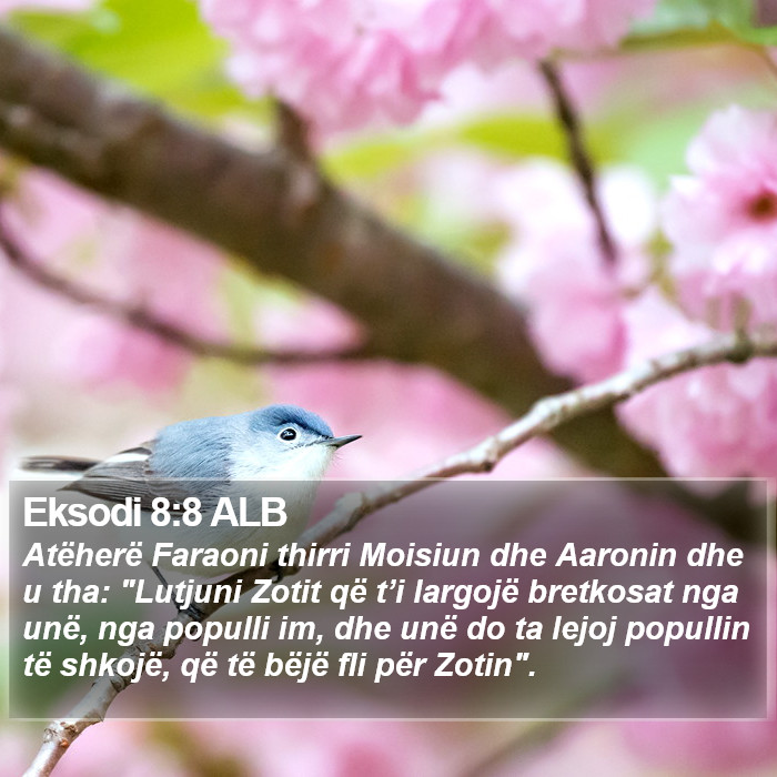 Eksodi 8:8 ALB Bible Study