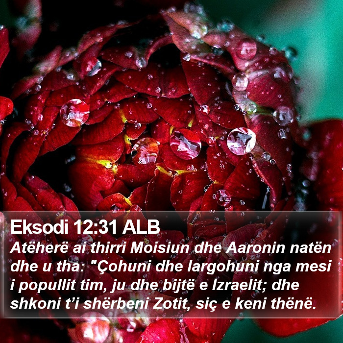 Eksodi 12:31 ALB Bible Study