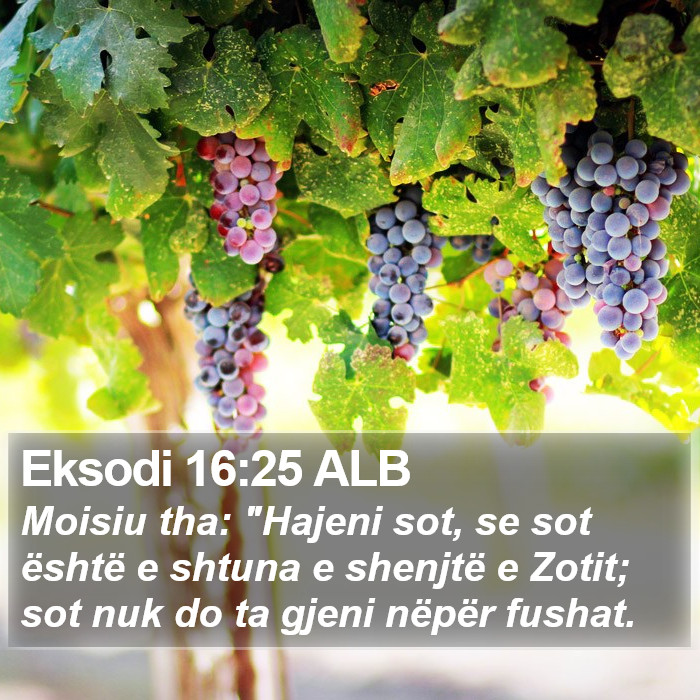 Eksodi 16:25 ALB Bible Study