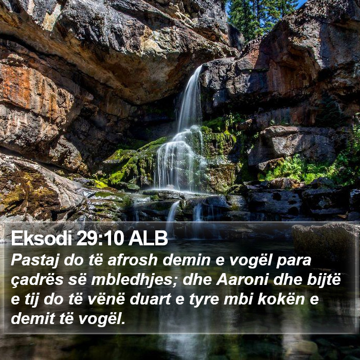 Eksodi 29:10 ALB Bible Study