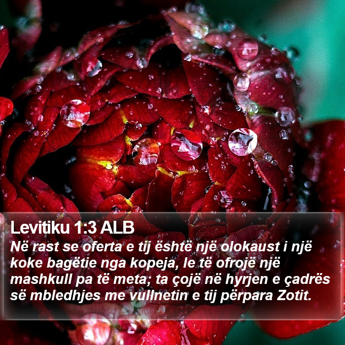 Levitiku 1:3 ALB Bible Study