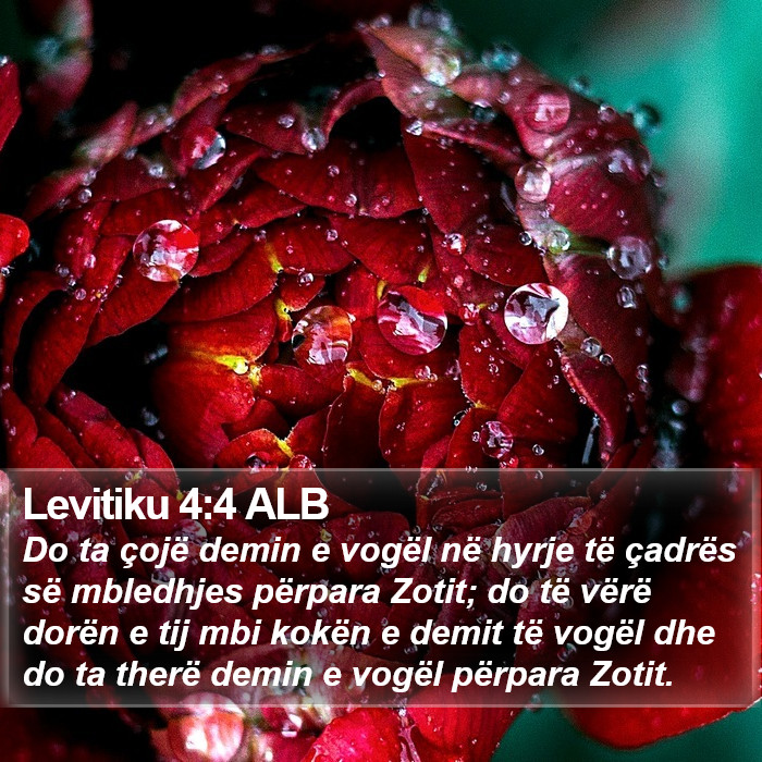 Levitiku 4:4 ALB Bible Study