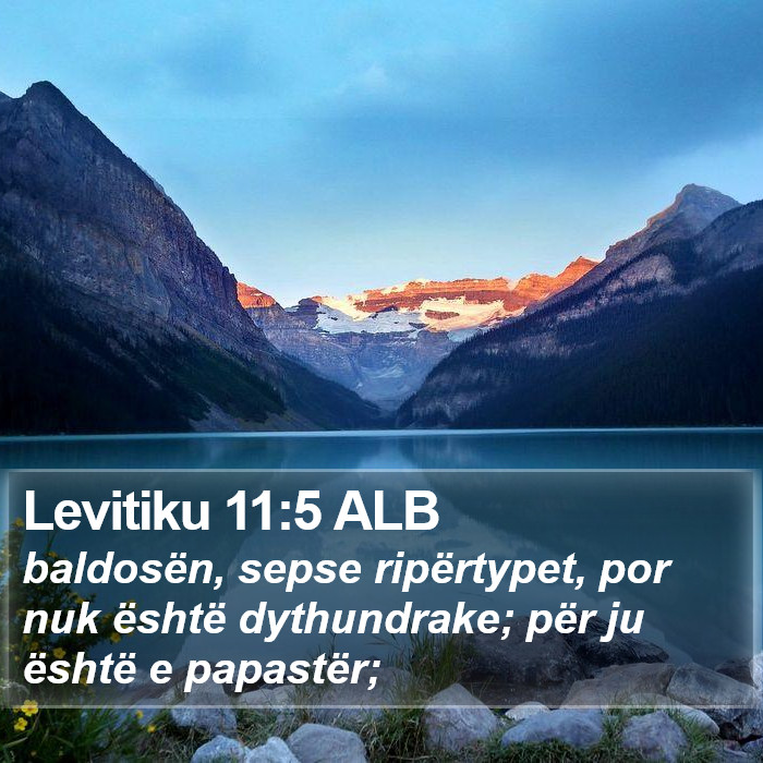 Levitiku 11:5 ALB Bible Study