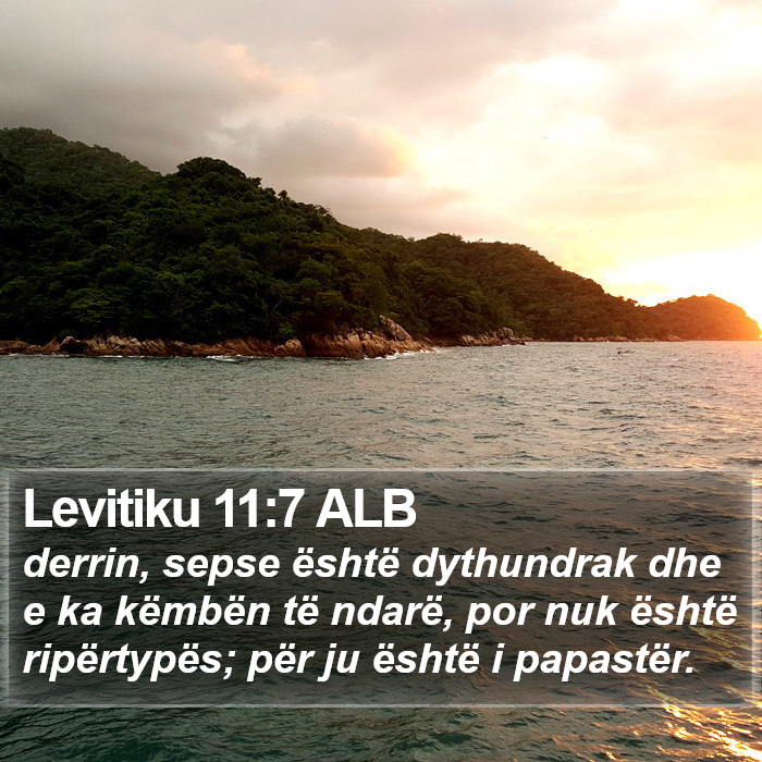 Levitiku 11:7 ALB Bible Study