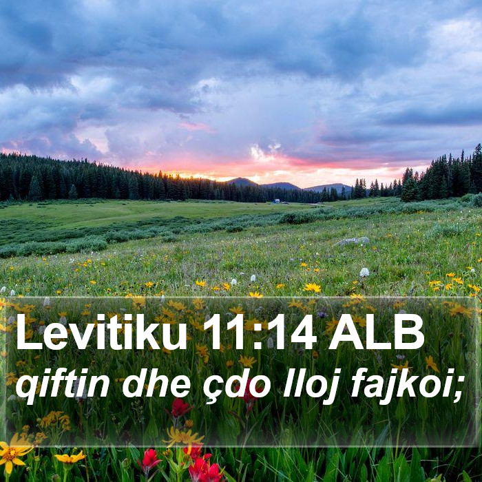 Levitiku 11:14 ALB Bible Study