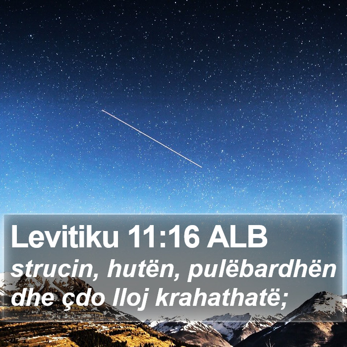 Levitiku 11:16 ALB Bible Study