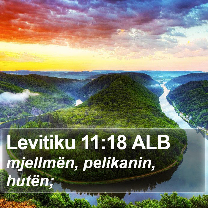 Levitiku 11:18 ALB Bible Study