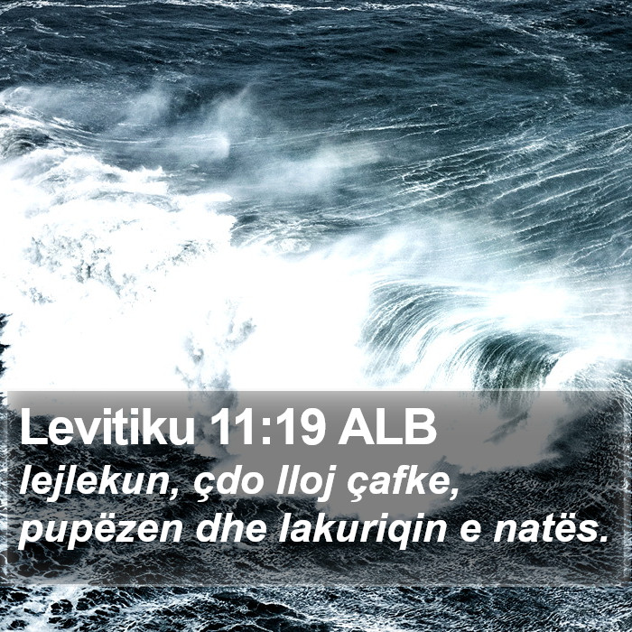 Levitiku 11:19 ALB Bible Study