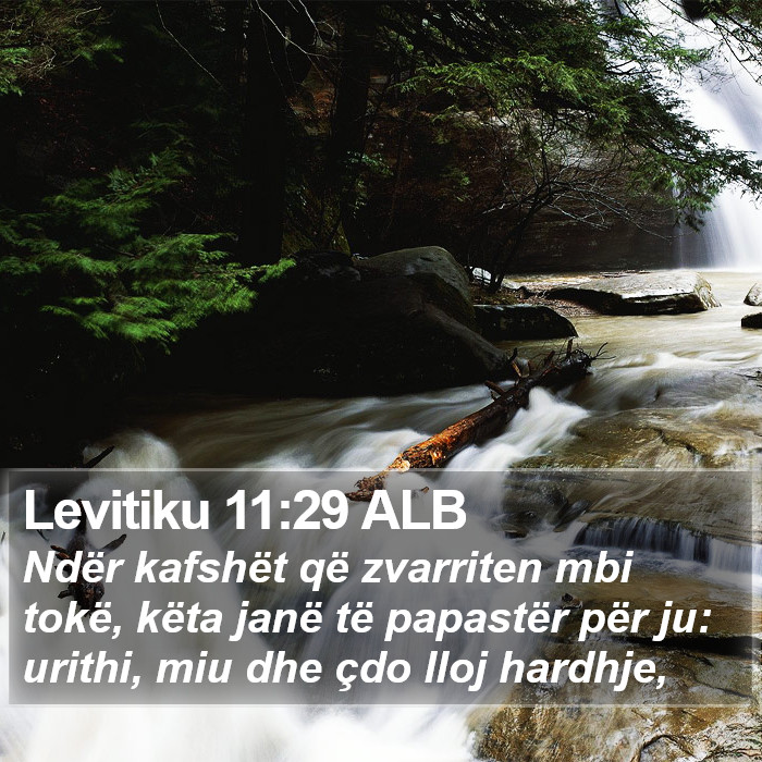 Levitiku 11:29 ALB Bible Study