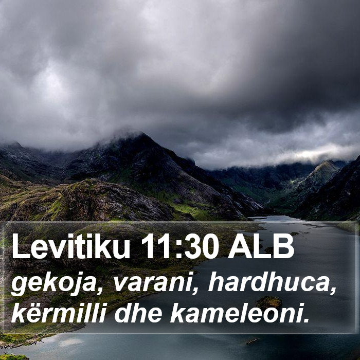 Levitiku 11:30 ALB Bible Study