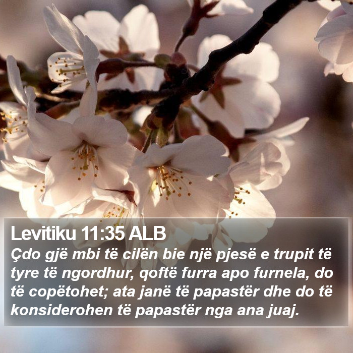 Levitiku 11:35 ALB Bible Study