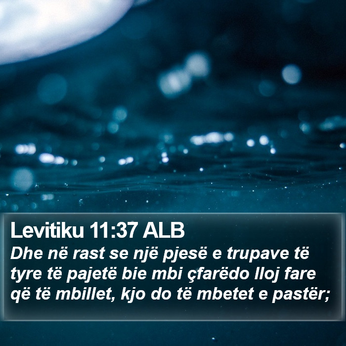 Levitiku 11:37 ALB Bible Study