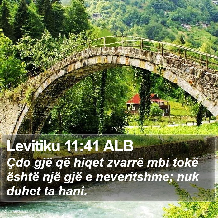 Levitiku 11:41 ALB Bible Study