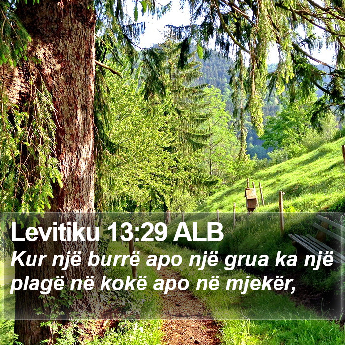 Levitiku 13:29 ALB Bible Study