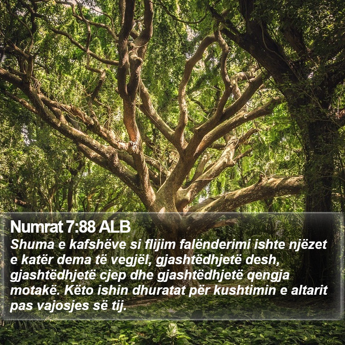 Numrat 7:88 ALB Bible Study