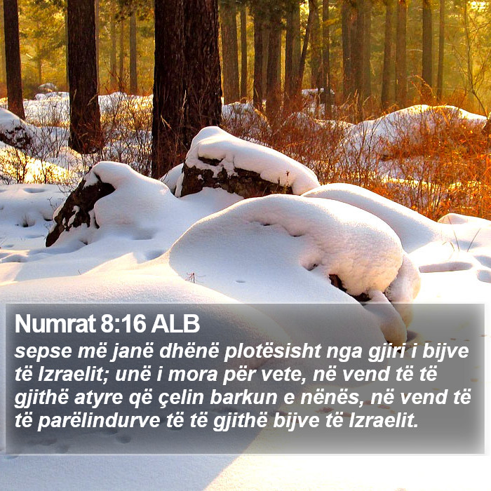 Numrat 8:16 ALB Bible Study