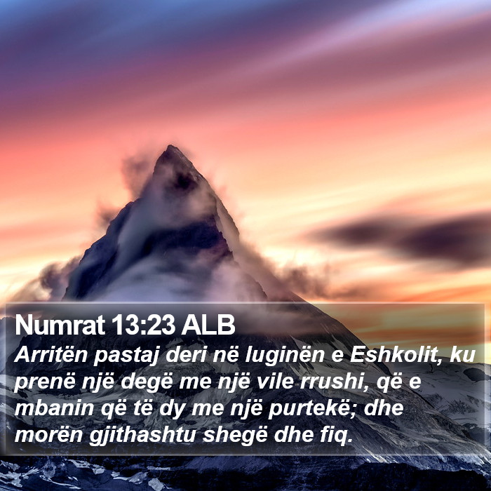 Numrat 13:23 ALB Bible Study