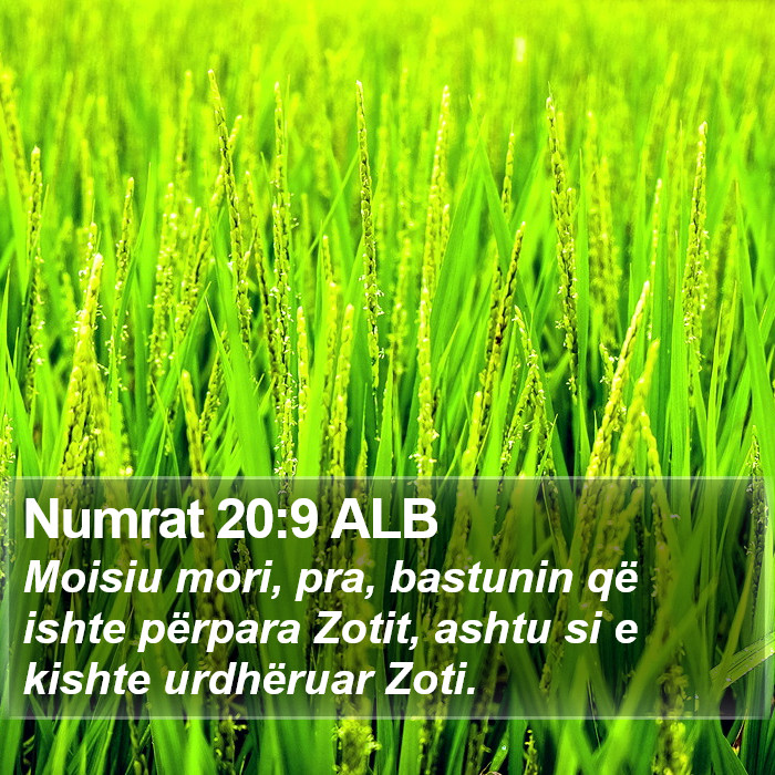 Numrat 20:9 ALB Bible Study