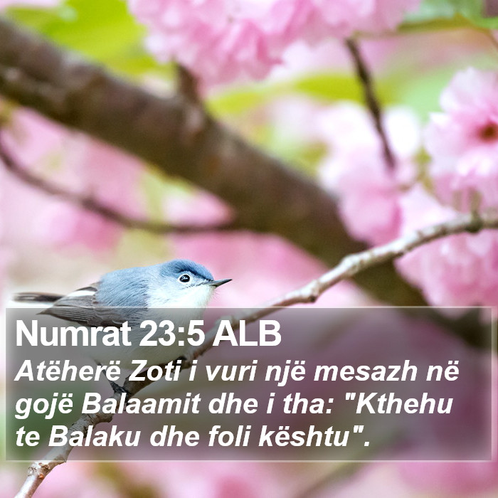 Numrat 23:5 ALB Bible Study