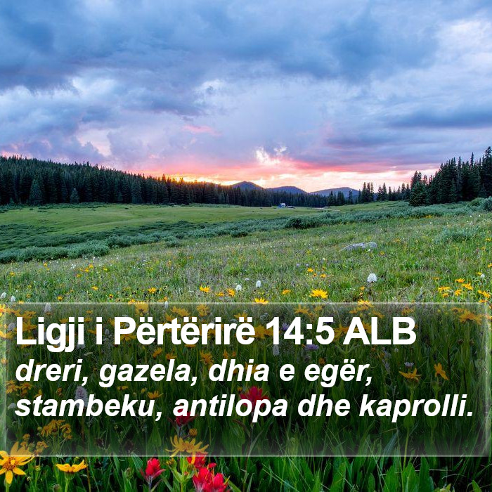 Ligji i Përtërirë 14:5 ALB Bible Study