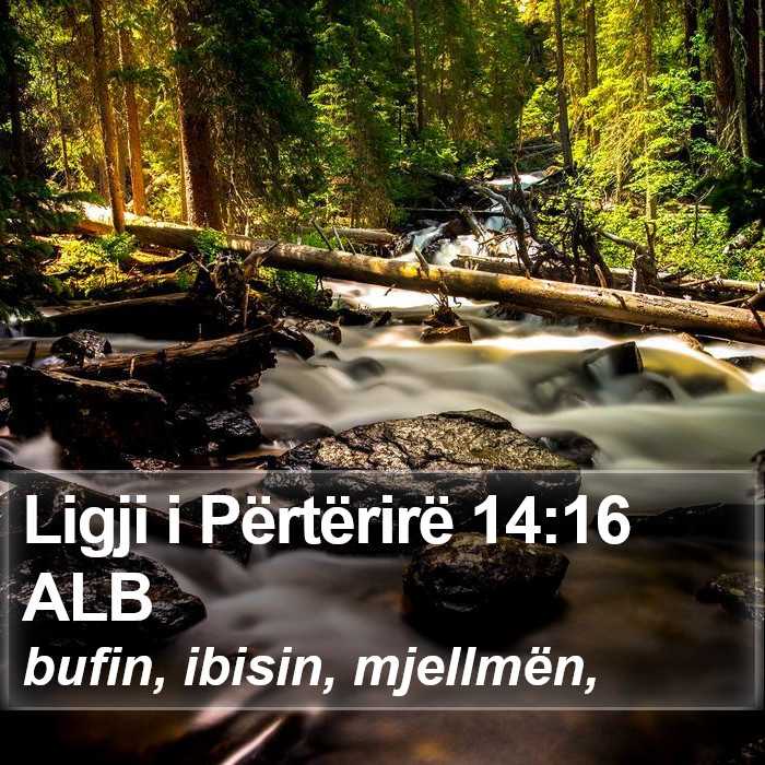 Ligji i Përtërirë 14:16 ALB Bible Study