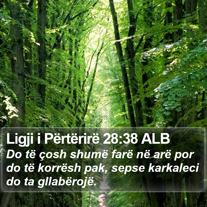 Ligji i Përtërirë 28:38 ALB Bible Study