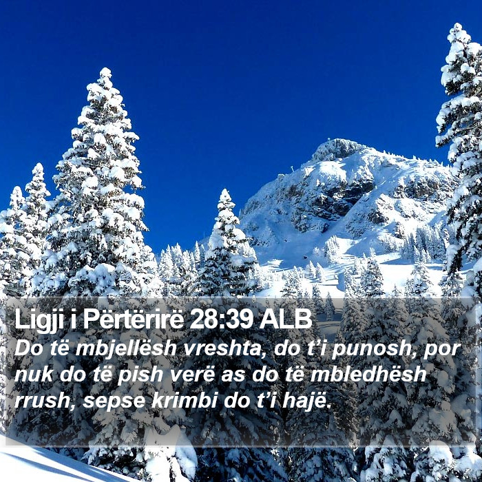 Ligji i Përtërirë 28:39 ALB Bible Study