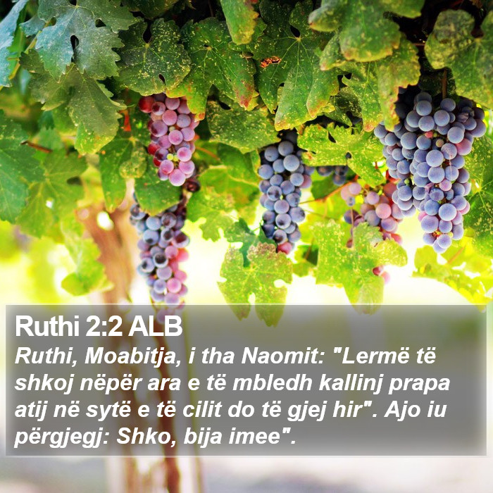 Ruthi 2:2 ALB Bible Study