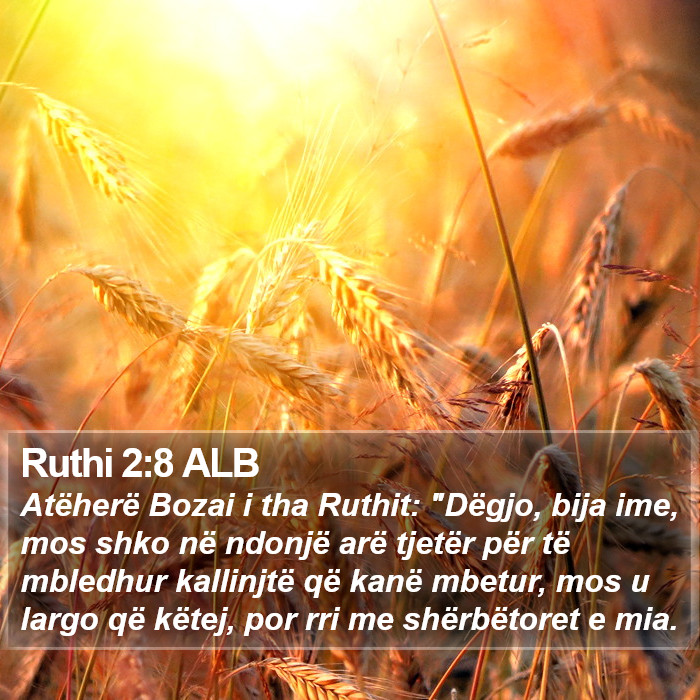 Ruthi 2:8 ALB Bible Study