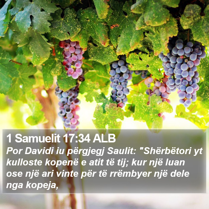 1 Samuelit 17:34 ALB Bible Study