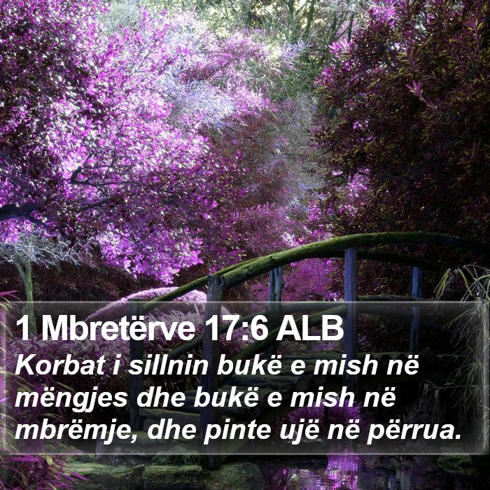 1 Mbretërve 17:6 ALB Bible Study