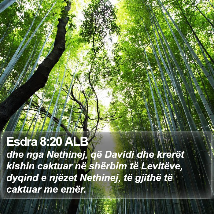 Esdra 8:20 ALB Bible Study