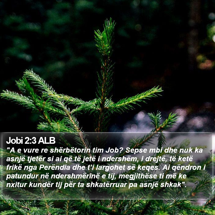 Jobi 2:3 ALB Bible Study