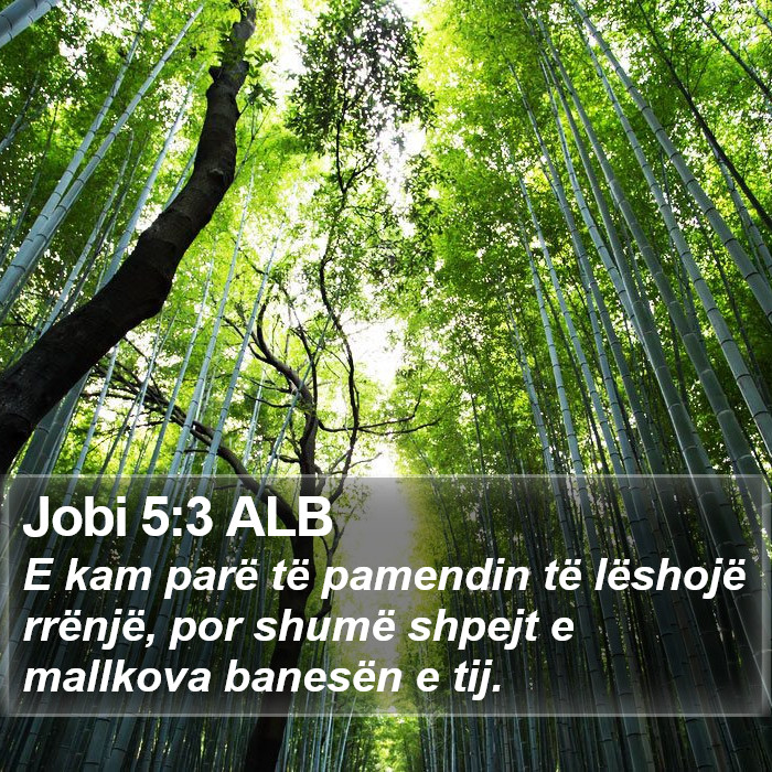 Jobi 5:3 ALB Bible Study