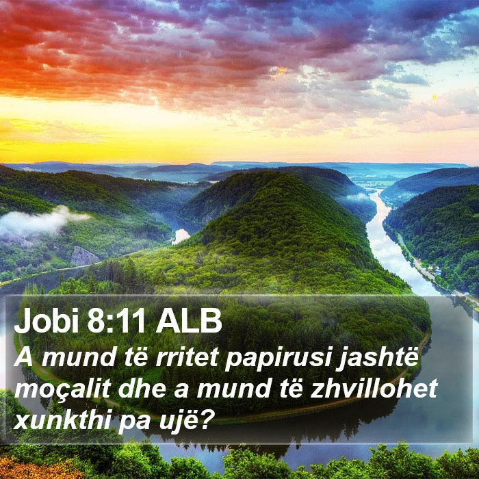 Jobi 8:11 ALB Bible Study