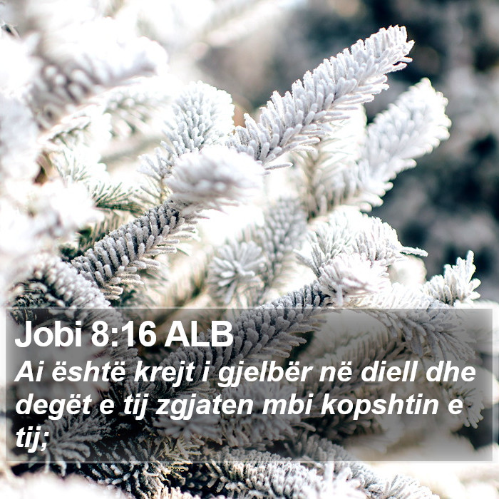 Jobi 8:16 ALB Bible Study