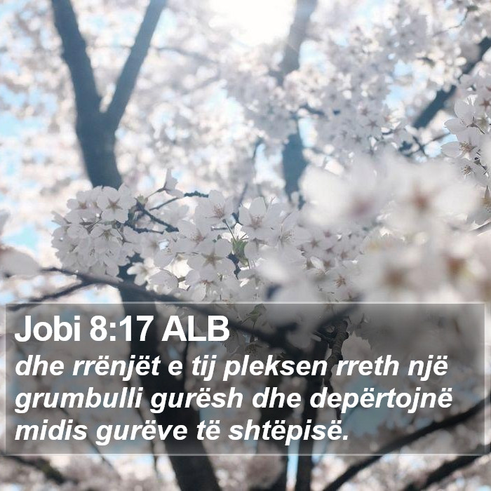 Jobi 8:17 ALB Bible Study