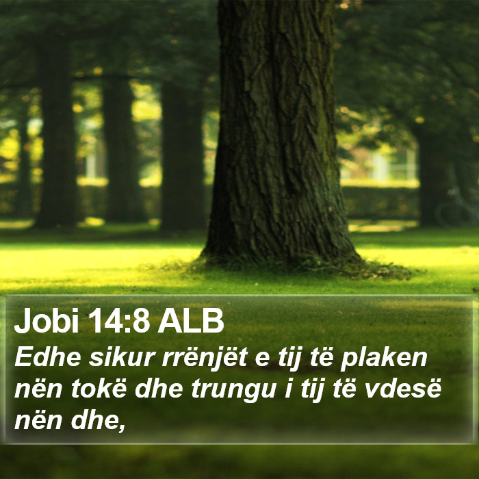 Jobi 14:8 ALB Bible Study