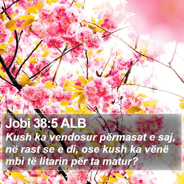 Jobi 38:5 ALB Bible Study