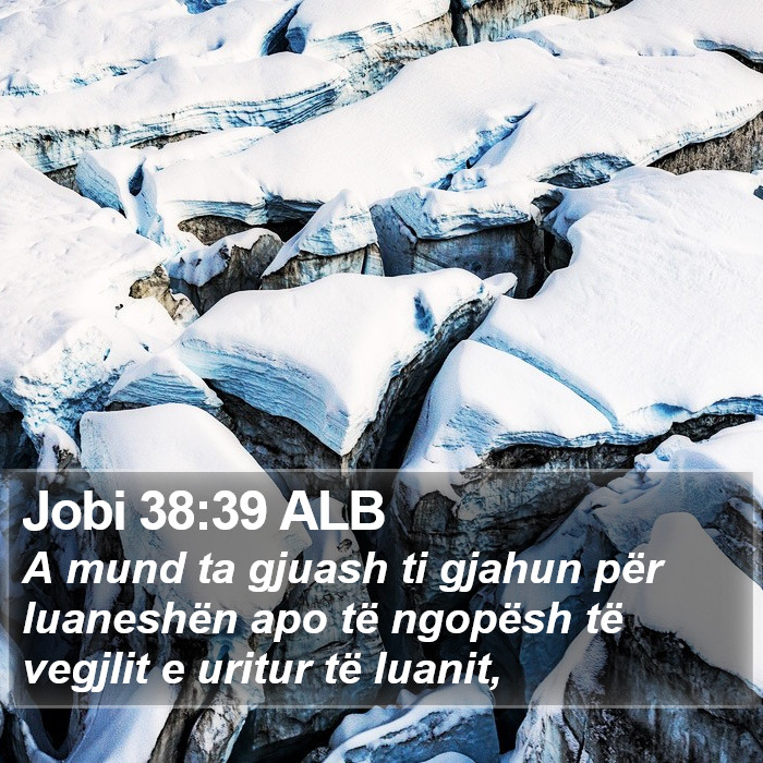 Jobi 38:39 ALB Bible Study