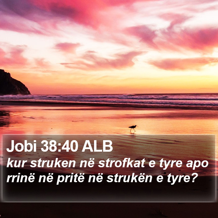 Jobi 38:40 ALB Bible Study