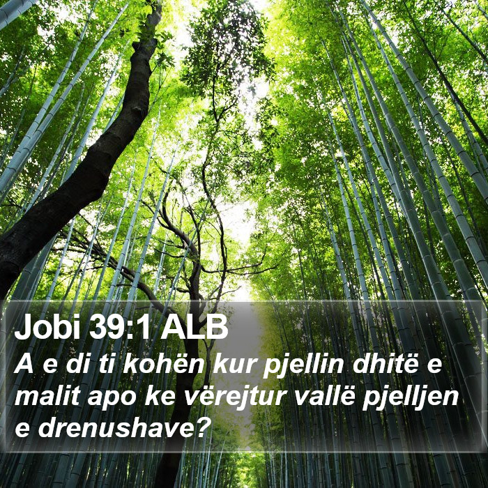Jobi 39:1 ALB Bible Study