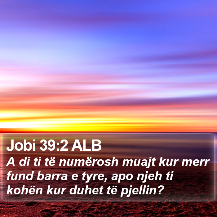 Jobi 39:2 ALB Bible Study