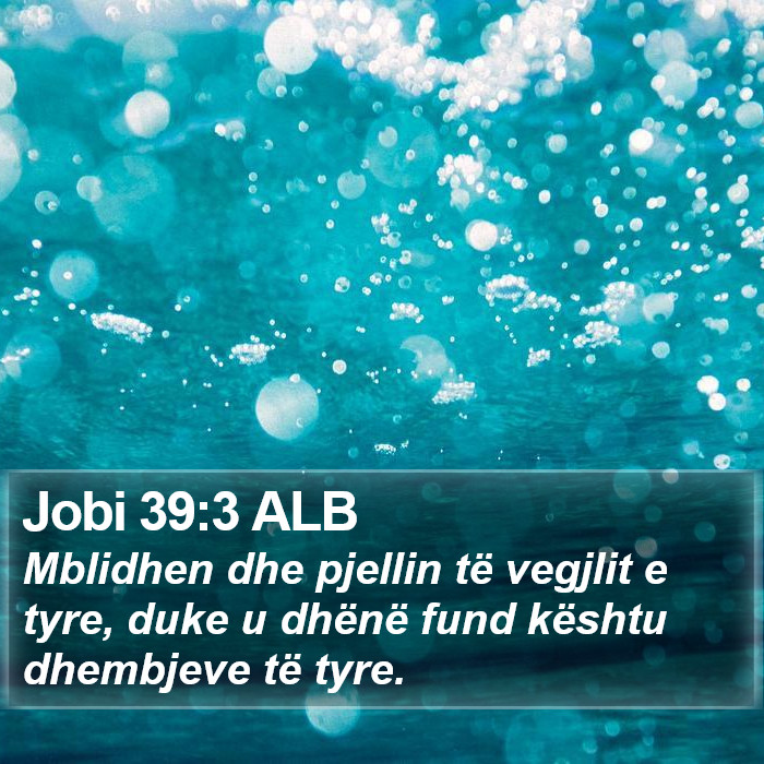 Jobi 39:3 ALB Bible Study