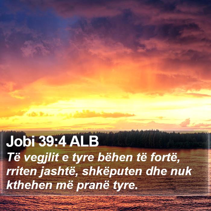 Jobi 39:4 ALB Bible Study