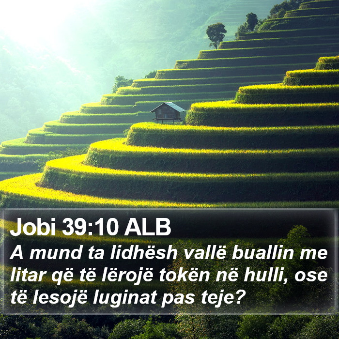 Jobi 39:10 ALB Bible Study