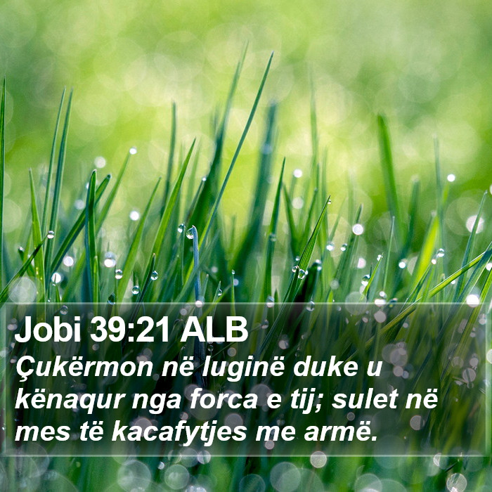 Jobi 39:21 ALB Bible Study